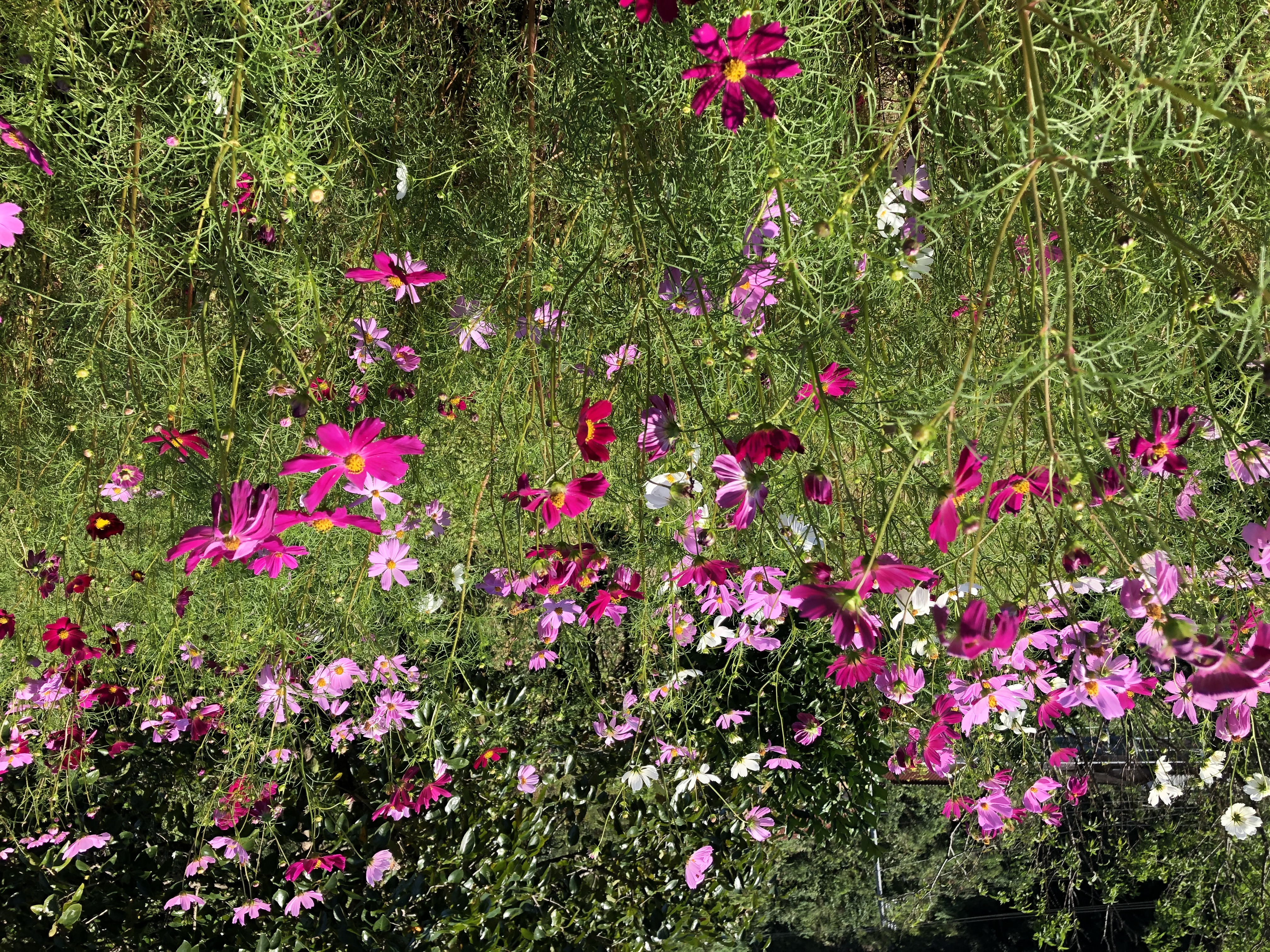Primavera